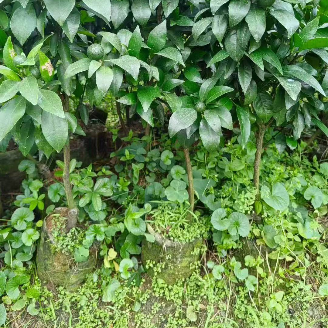 无纺布香橙头有籽沃柑