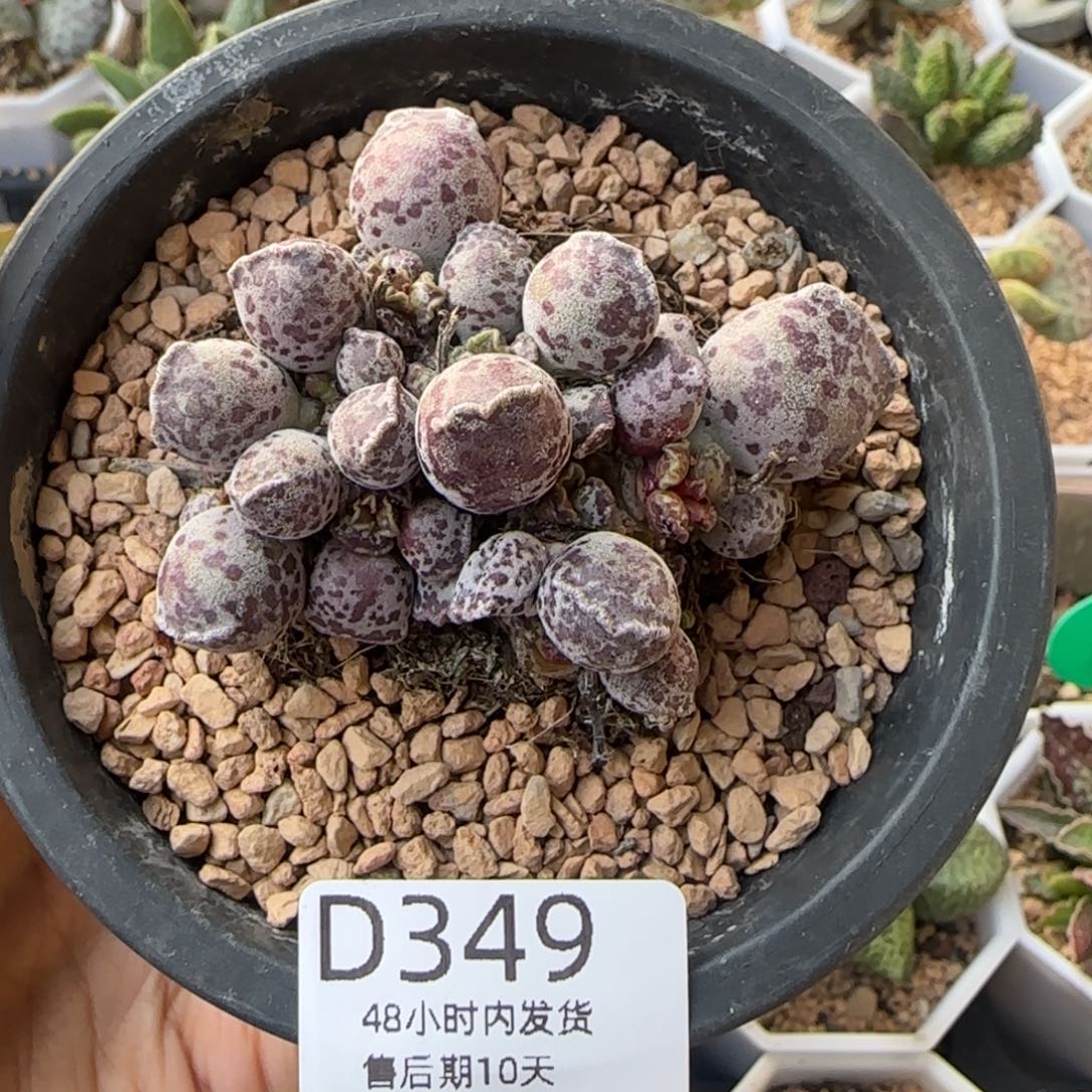 达摩海豹。   349。   