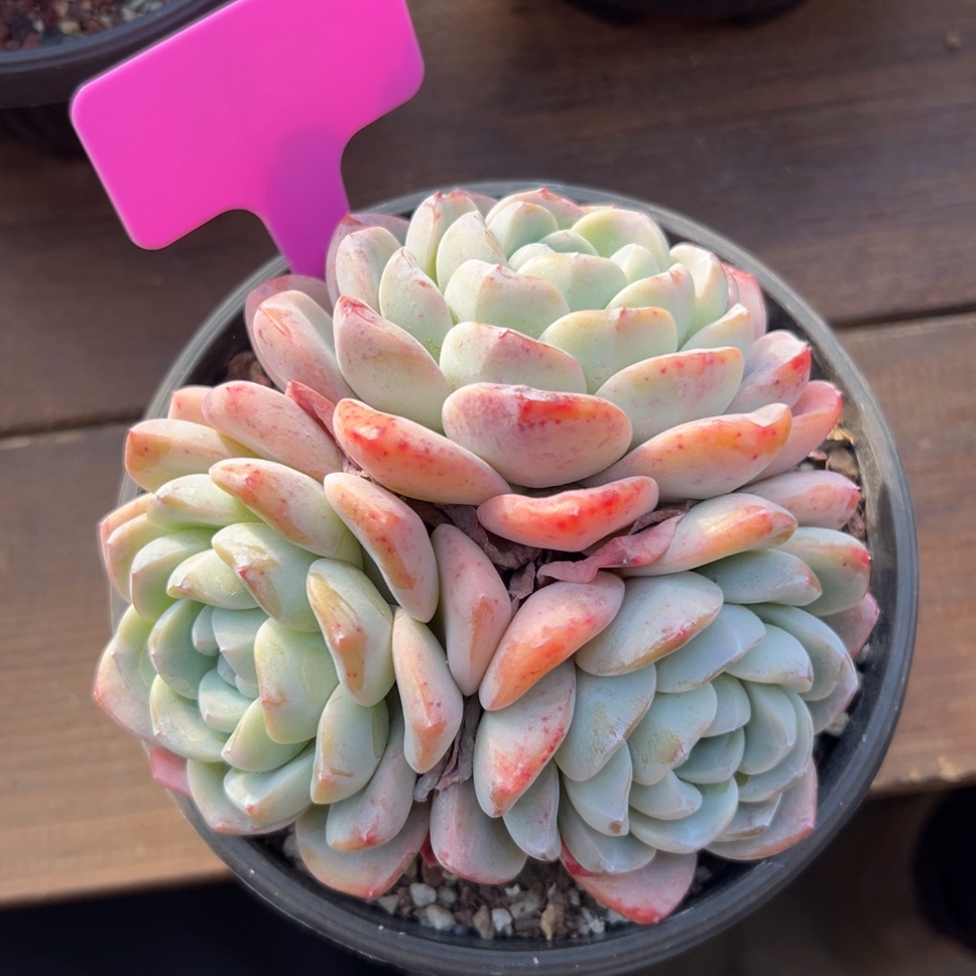 冰玉11111111111111