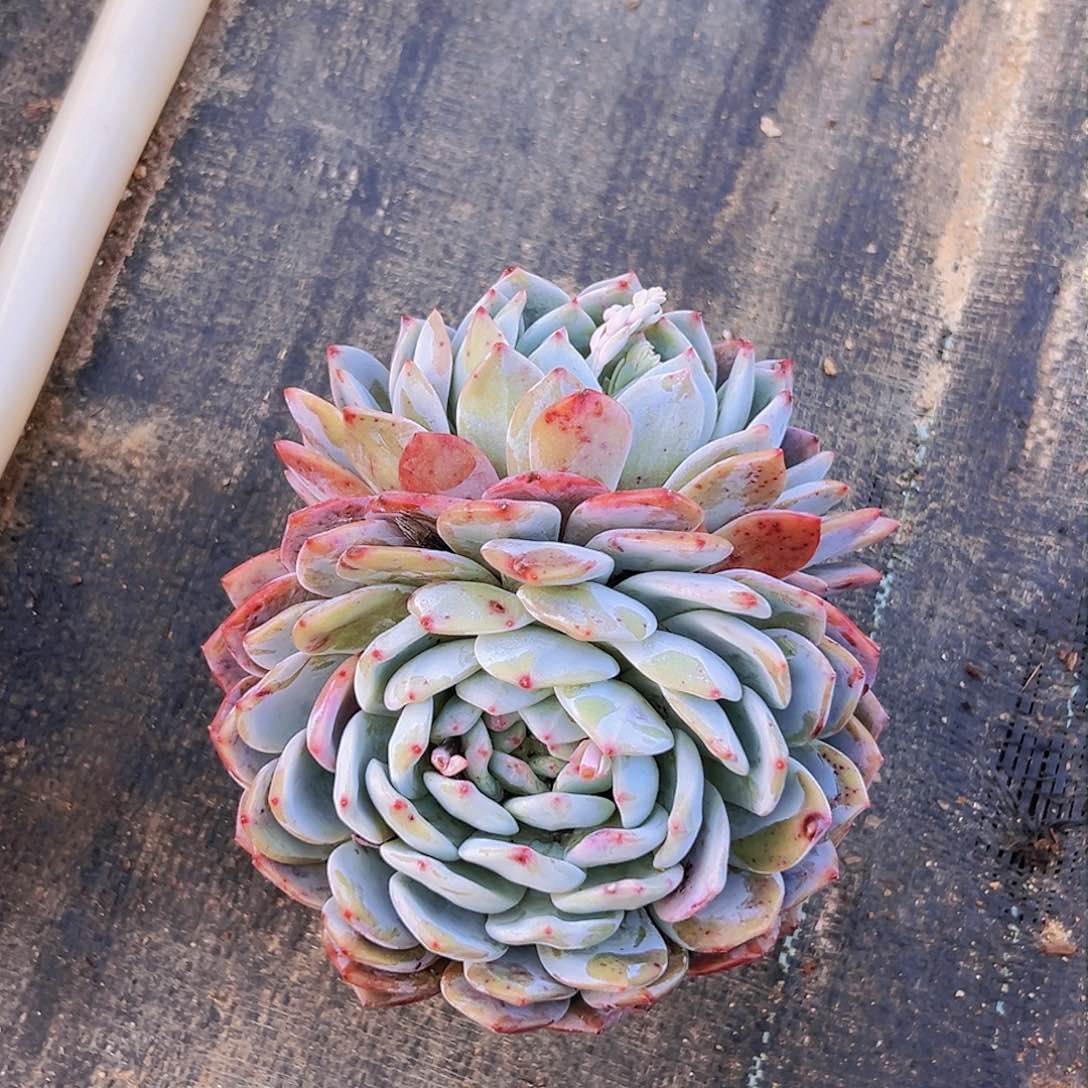 橙子双头，零下温度拍保温棉