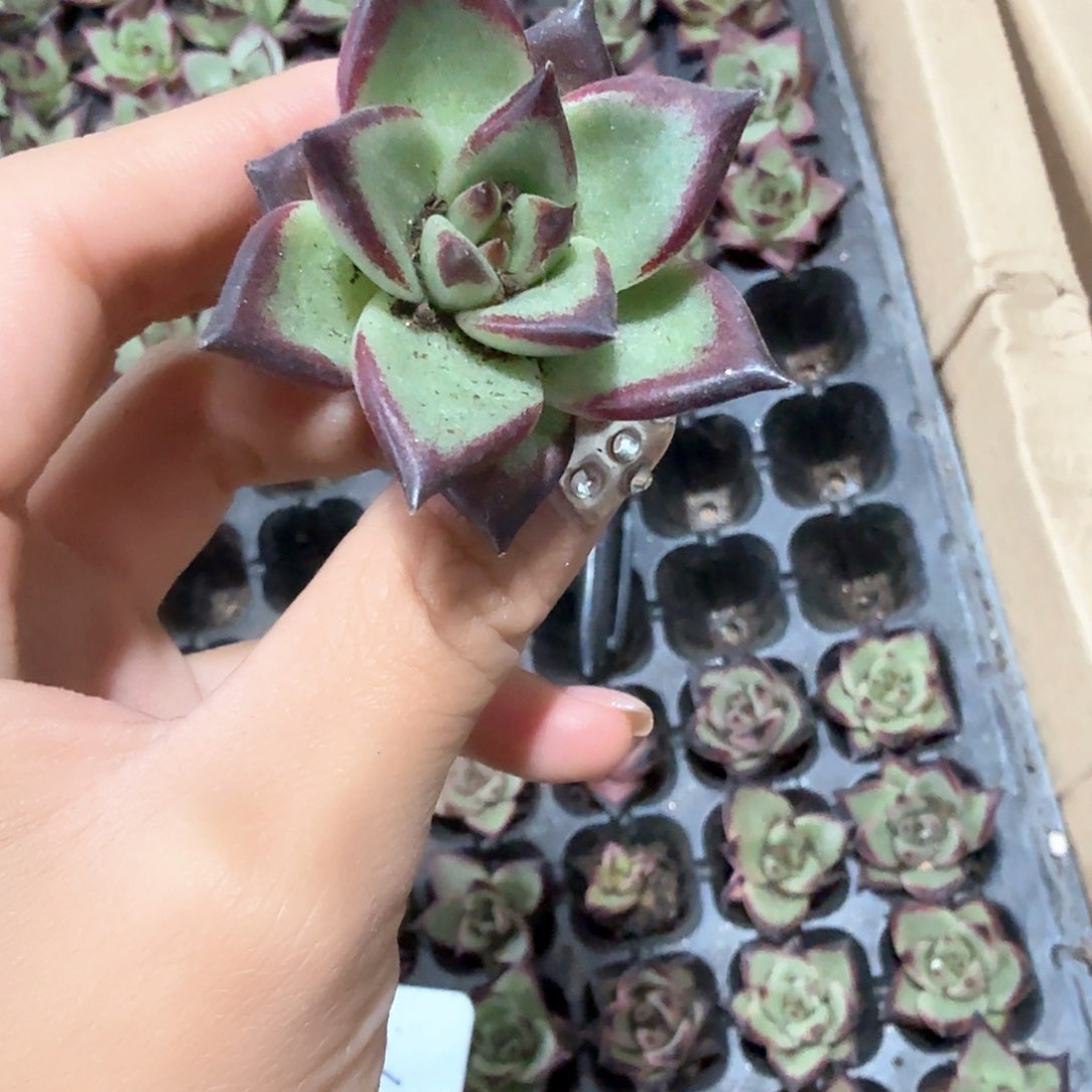 红檀穴苗多肉3颗