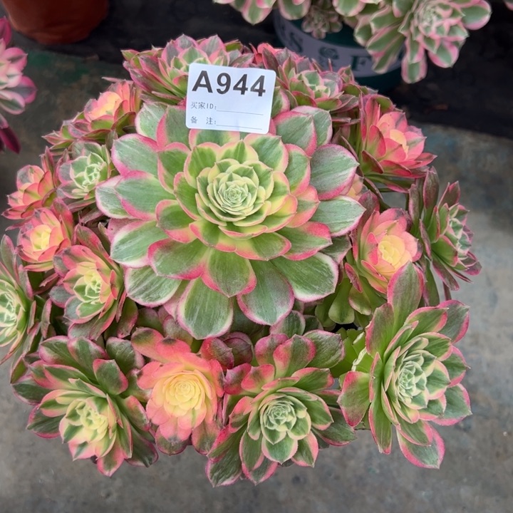 944海鲜25厘米左右