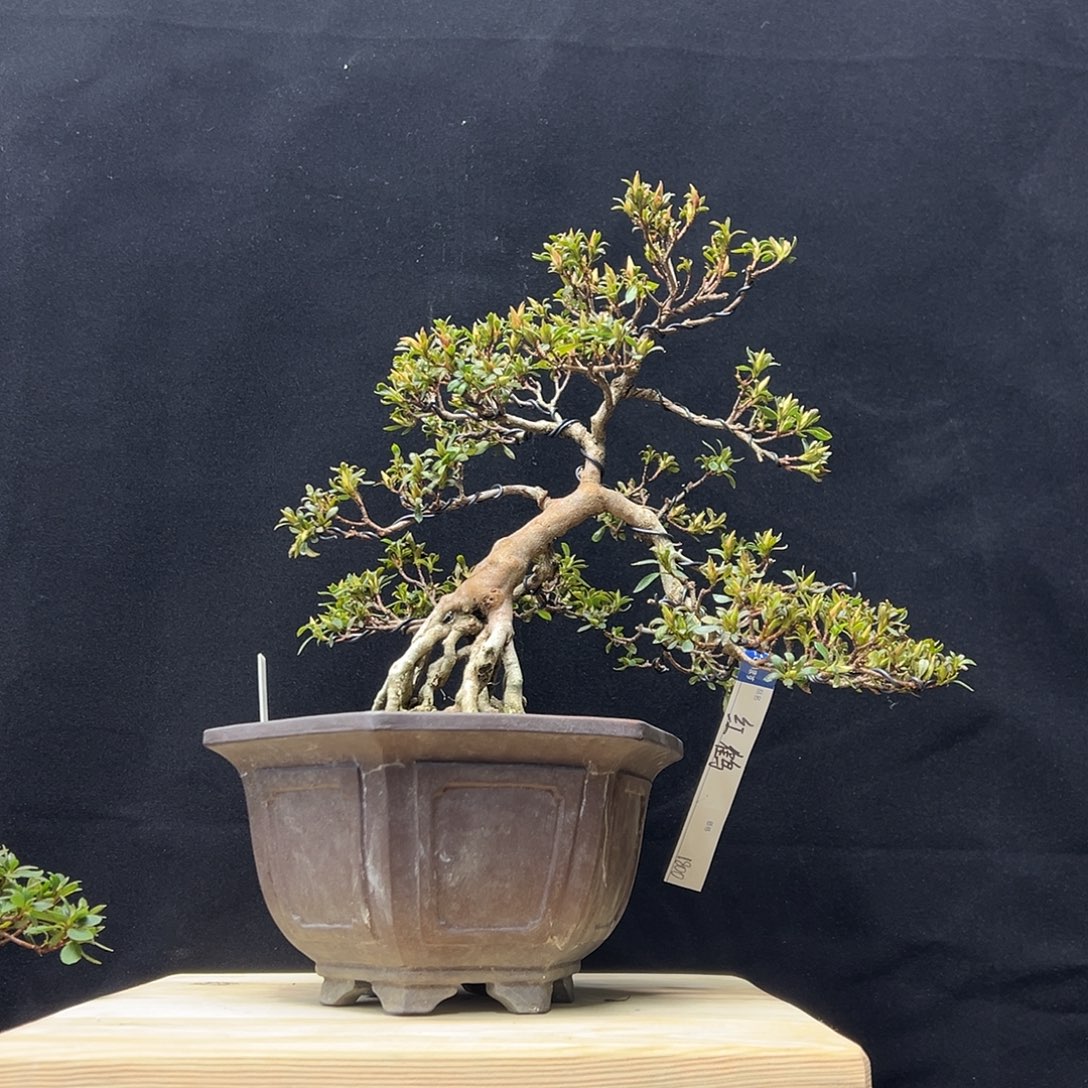 无花朵红鹤一颗提根的