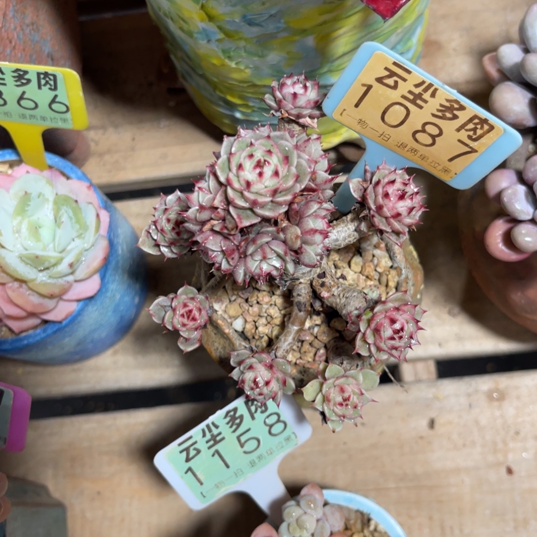 X***O云尘多肉一物一拍不含盆1087