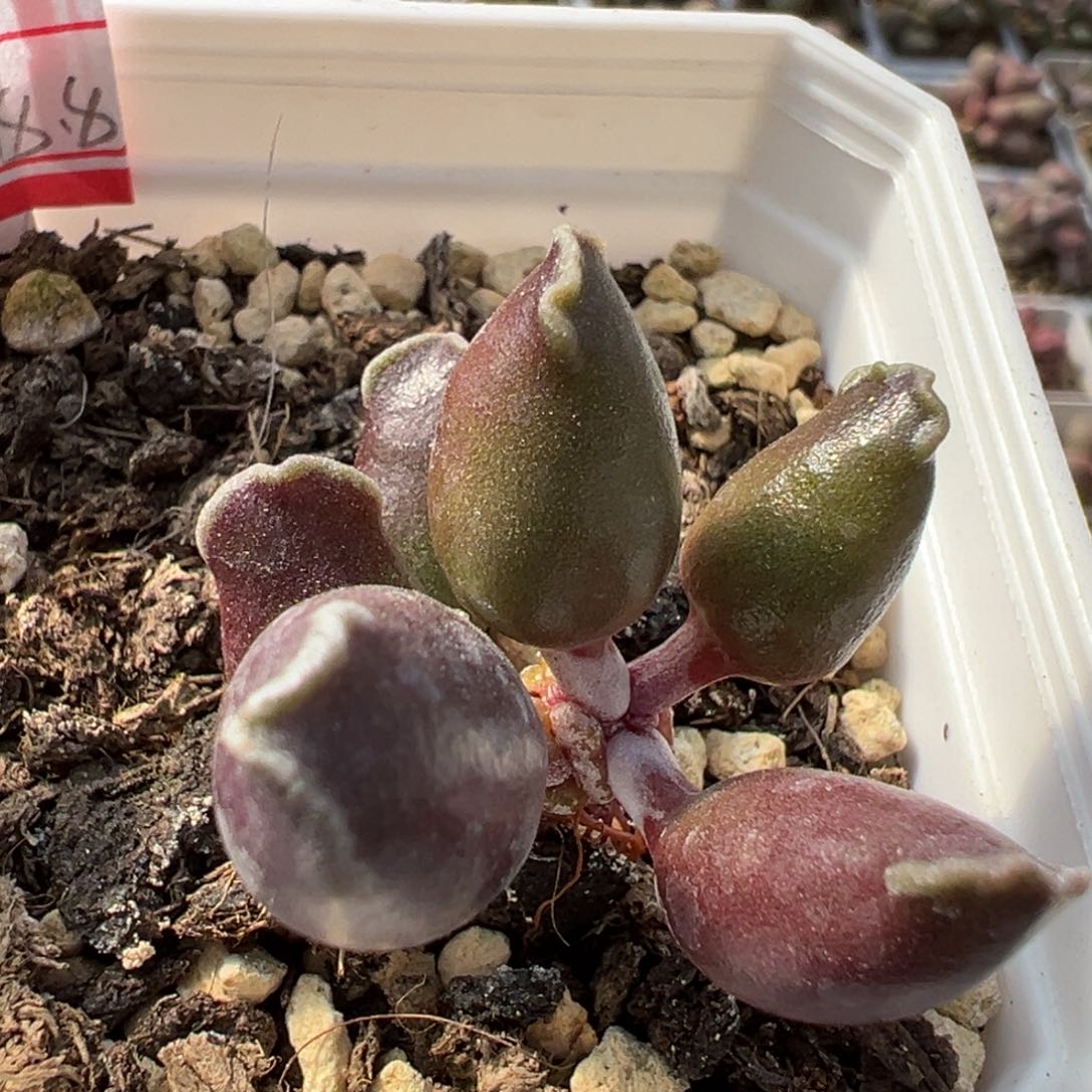 全紫达摩海豹多肉植物水泡