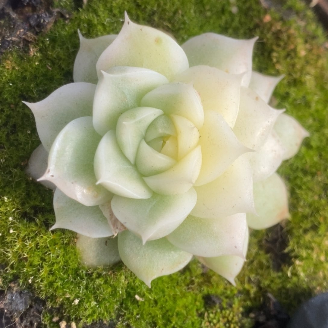 090白瓷麦杆锦锦锦