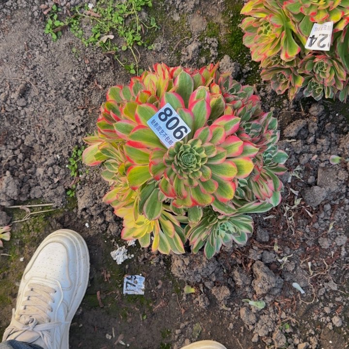 海王花27+18包邮花花