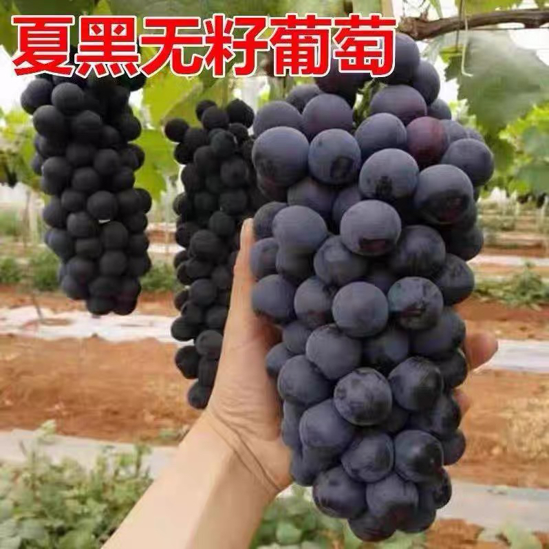 夏黑嫁接葡萄苗庭院盆栽无籽葡萄树苗耐寒南北方爬藤种植