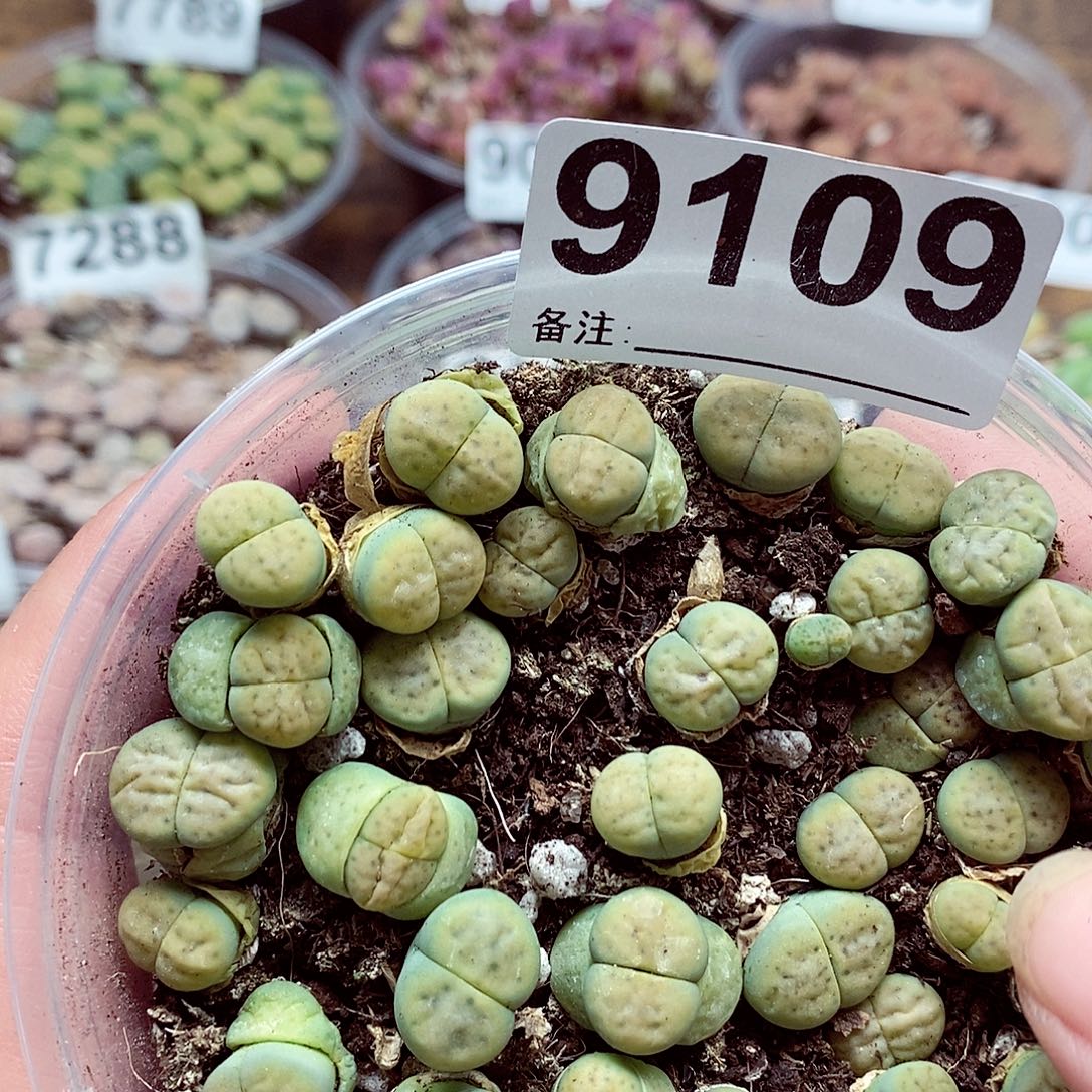 9109健健康康开个