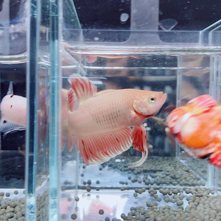 海****斗鱼黑42号巨斗将军