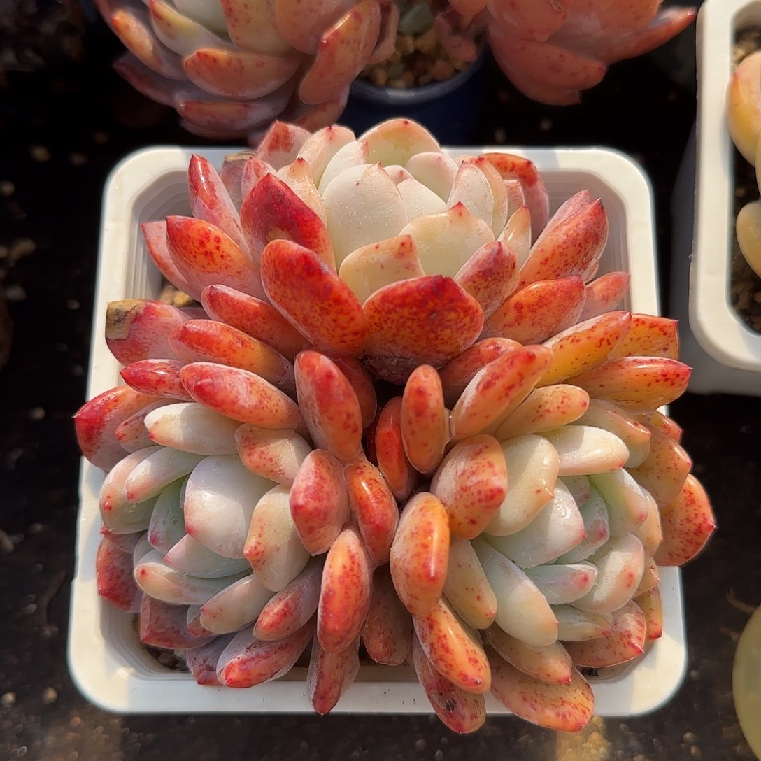 红血橙老桩一物一拍