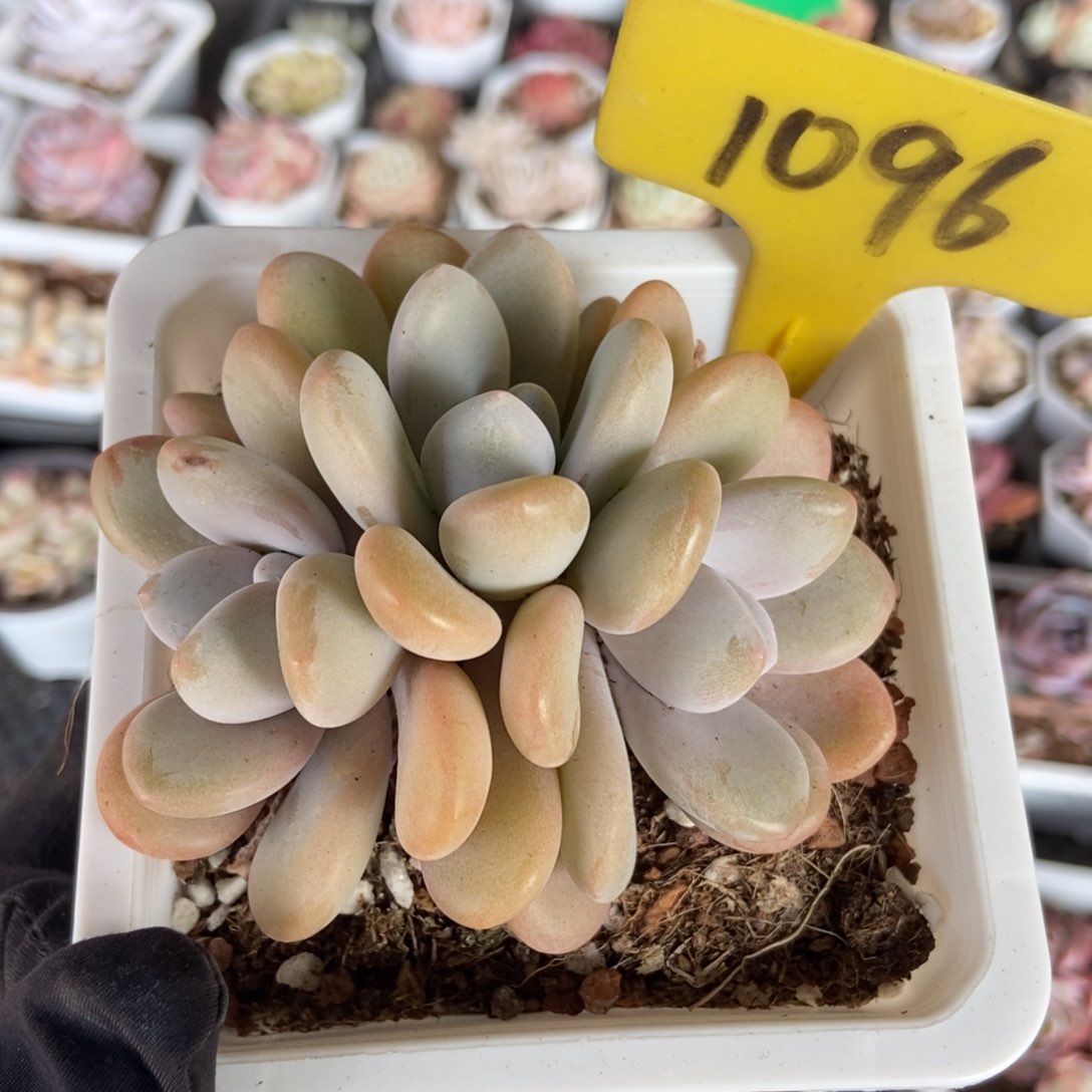 1096粉兔多肉植物保护