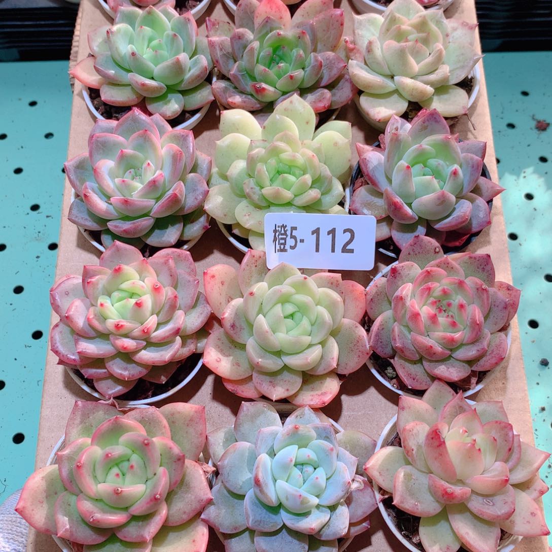 5-112一物一拍多肉带盆18颗