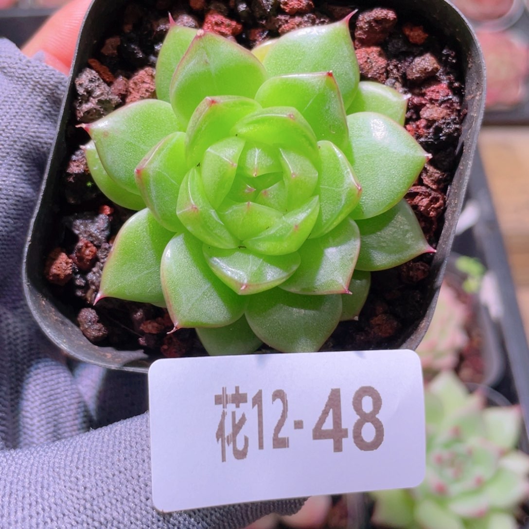 花利美12-48海王 