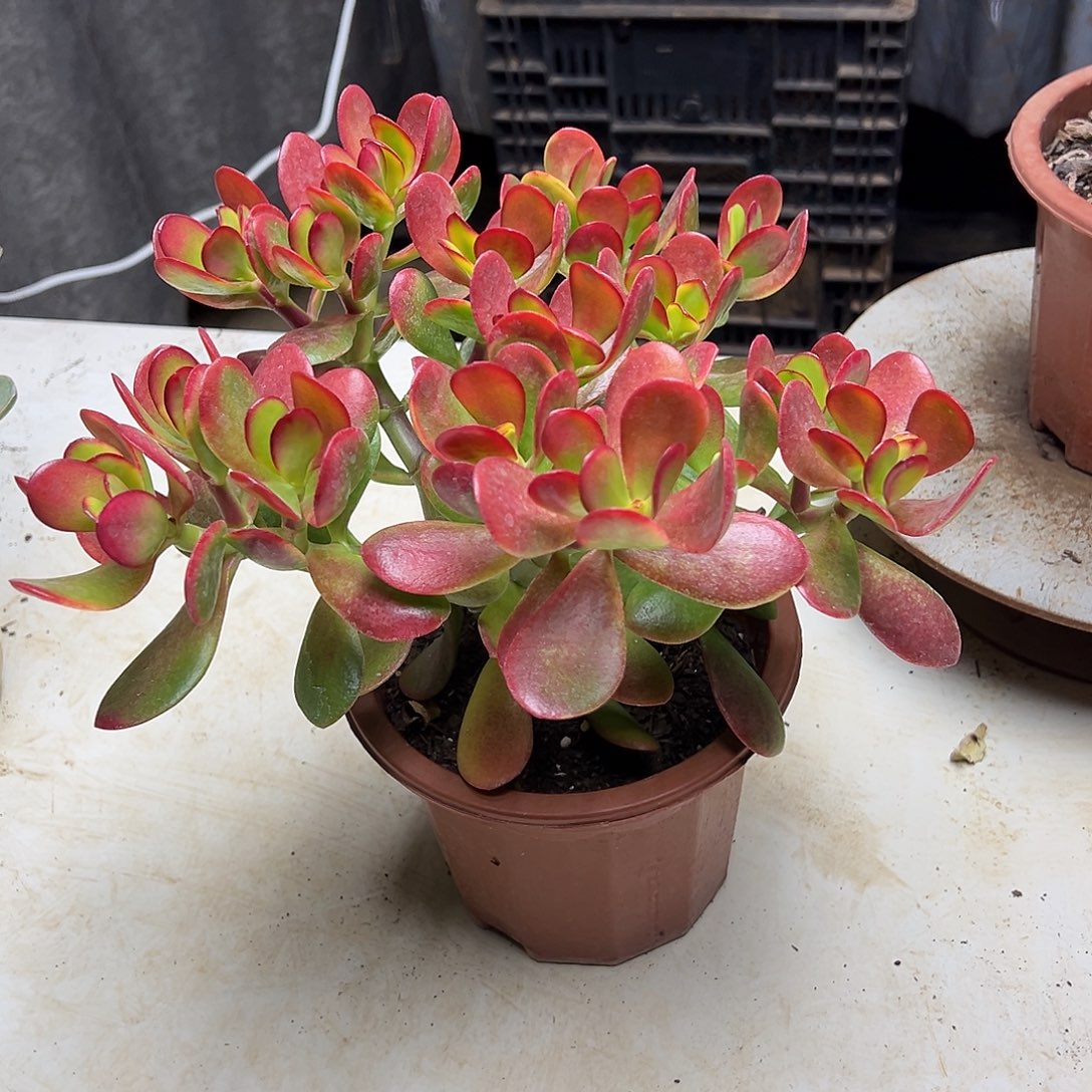 4年黄金花月带盆土发货