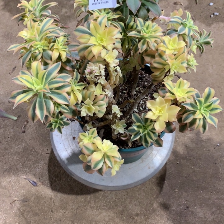 半**过1717枫叶多肉植物