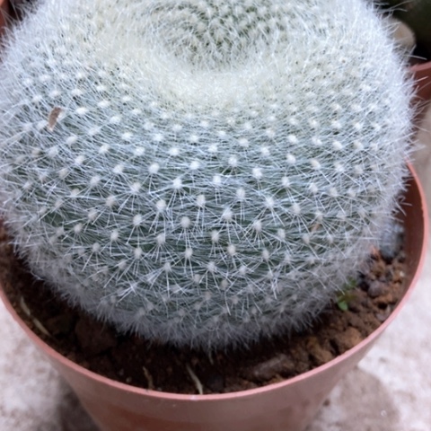 白雪光仙人球22米仙人球