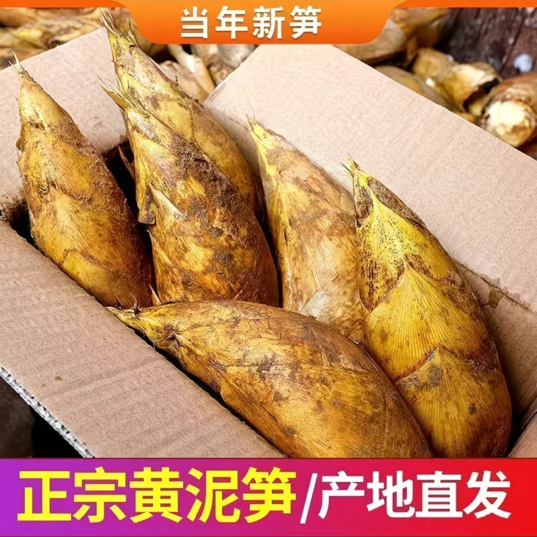 2025高山黄泥冬笋现挖现发新鲜带壳鲜嫩竹笋京东包邮到家送货上门