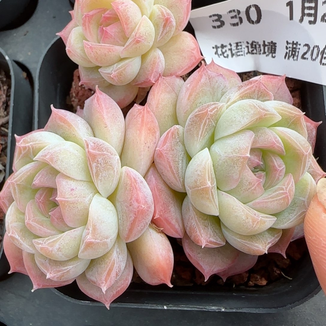 花语逸境0122-330