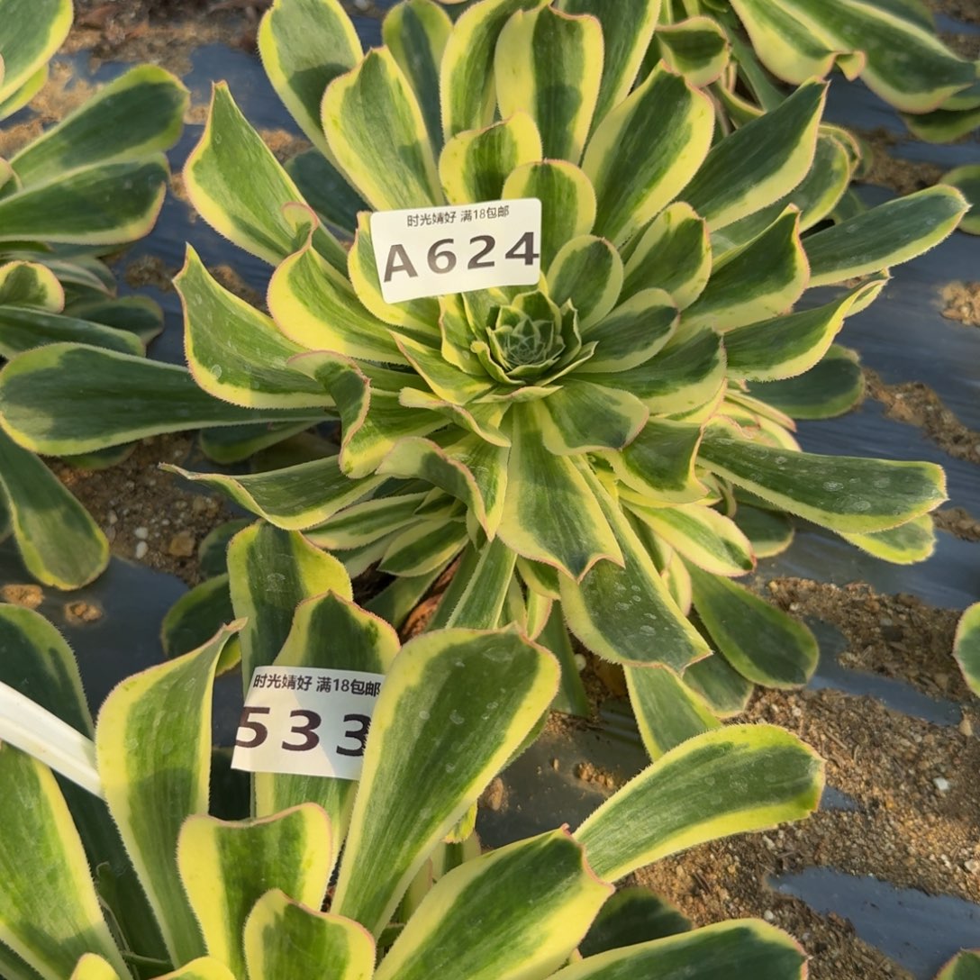 南***王624白兰地。多肉植物