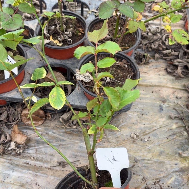 无花朵入夏扦插小苗