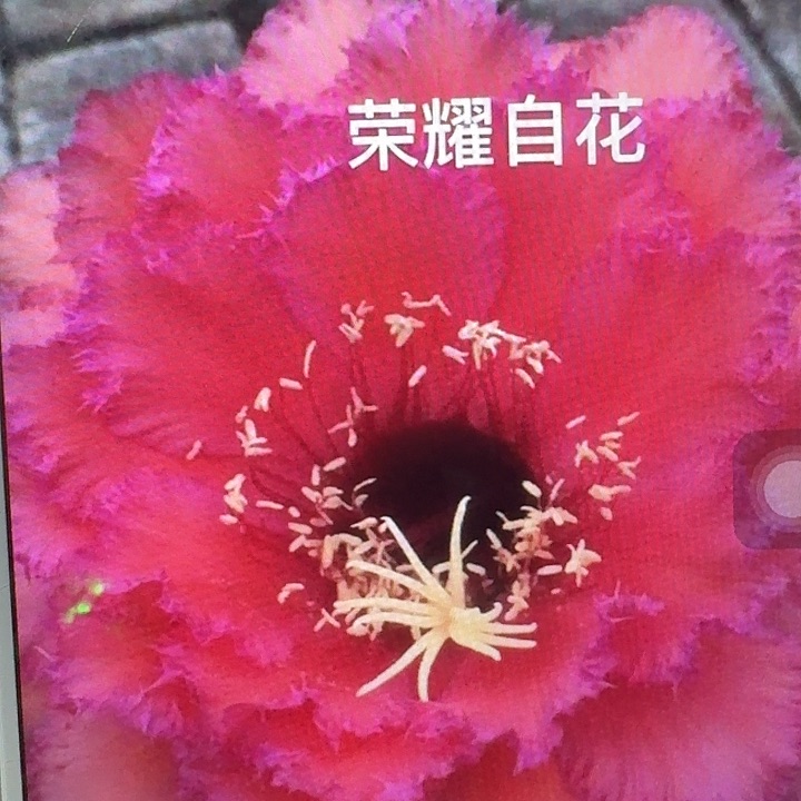 荣耀自花侧芽5公分毛花柱仙人球