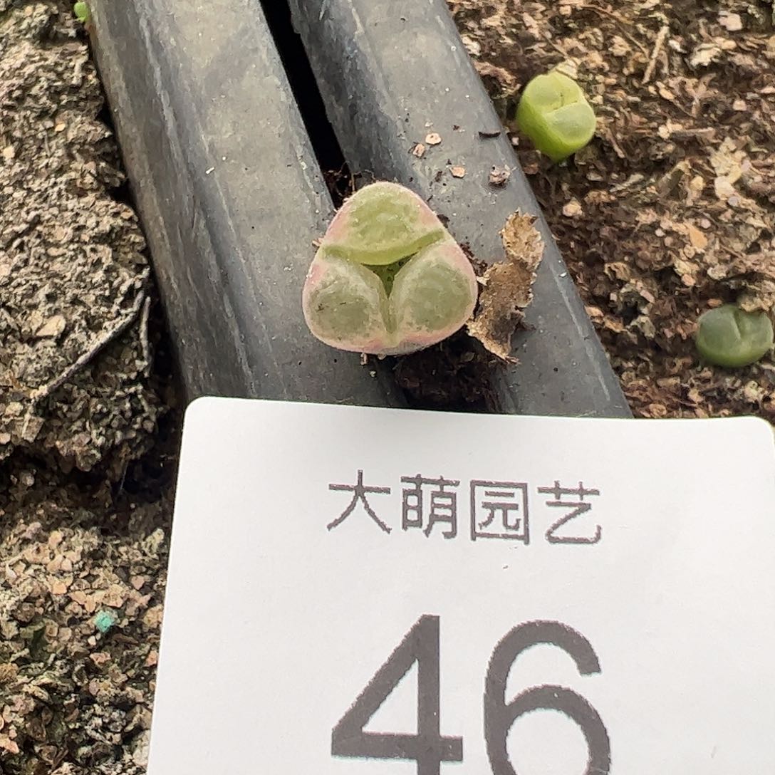 一物一拍正版静香风铃。46