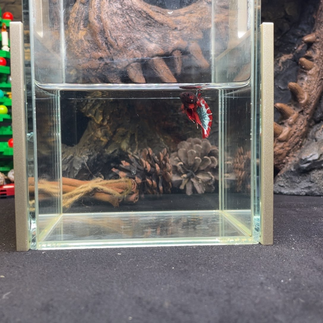 斗鱼十二月十一日竞价