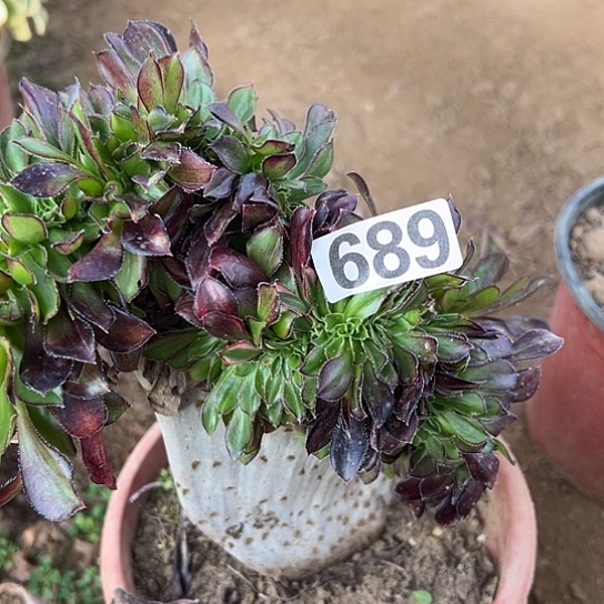 花***8多肉植物一种法师689