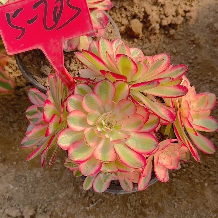 5-203荔枝多肉法师