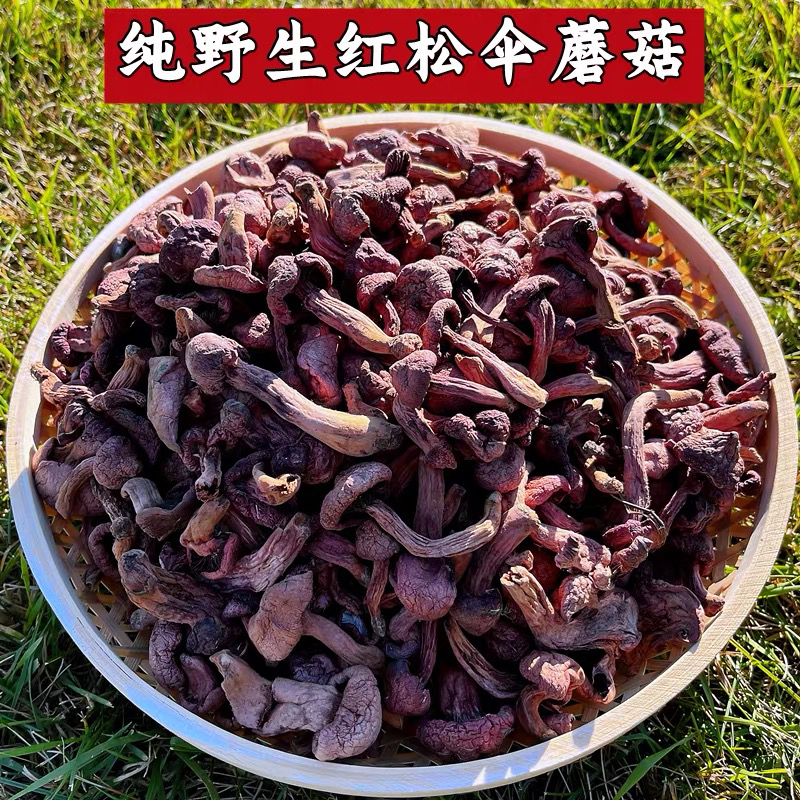 东北特产野生红蘑肉蘑松树伞干货自然晾晒新货
