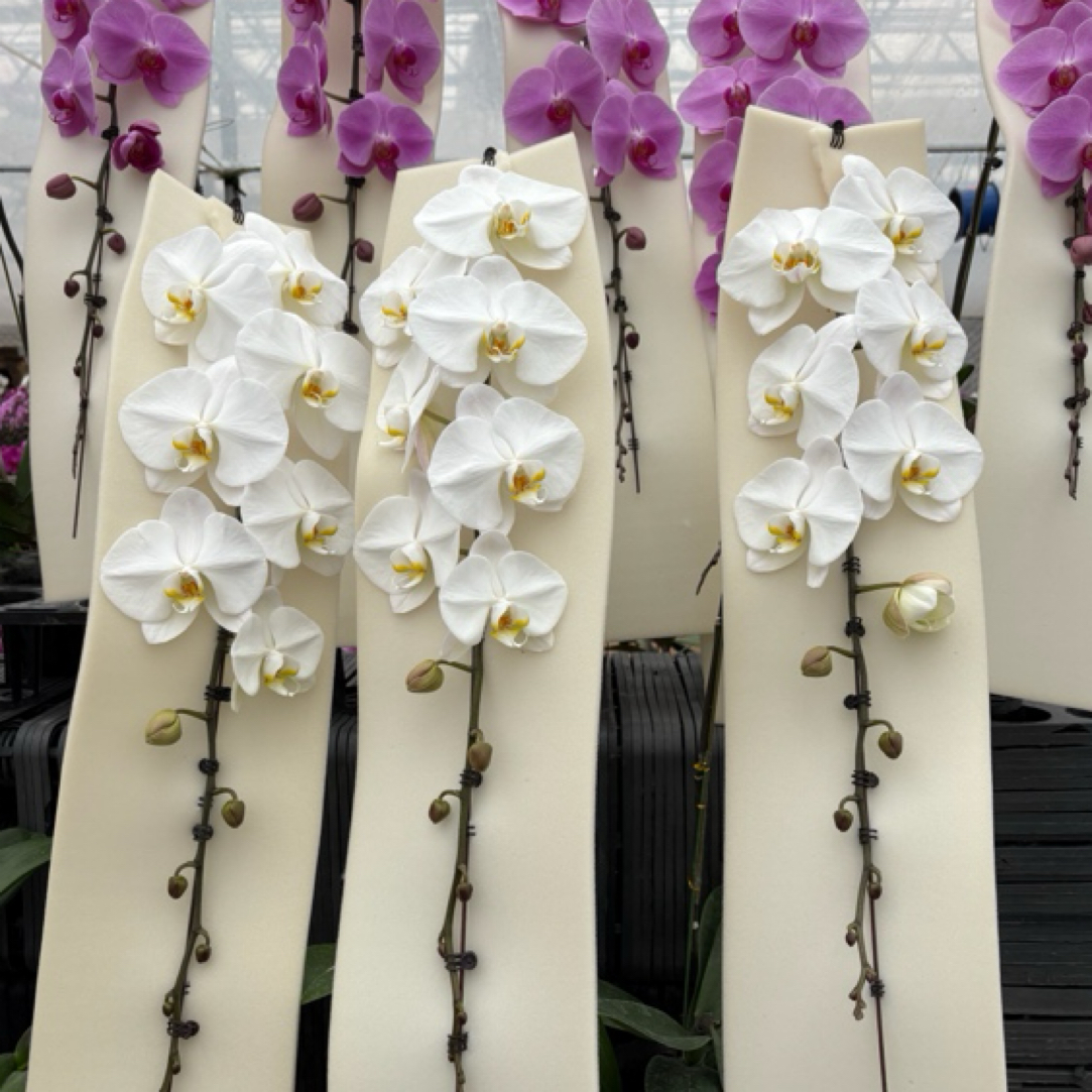 五寸龙兰生鲜植物室内种植观赏送礼带花发货默认微瑕介意勿拍谢谢配合