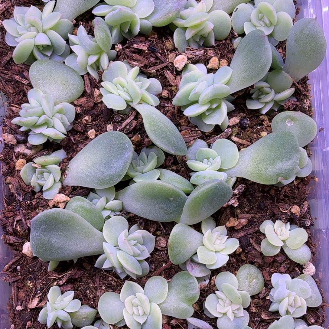 纸鸳甜心叶插苗一盒一物一拍