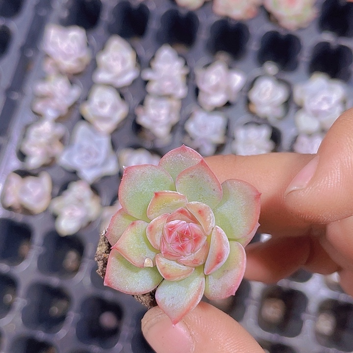 冰珀糖心【满10颗包邮】