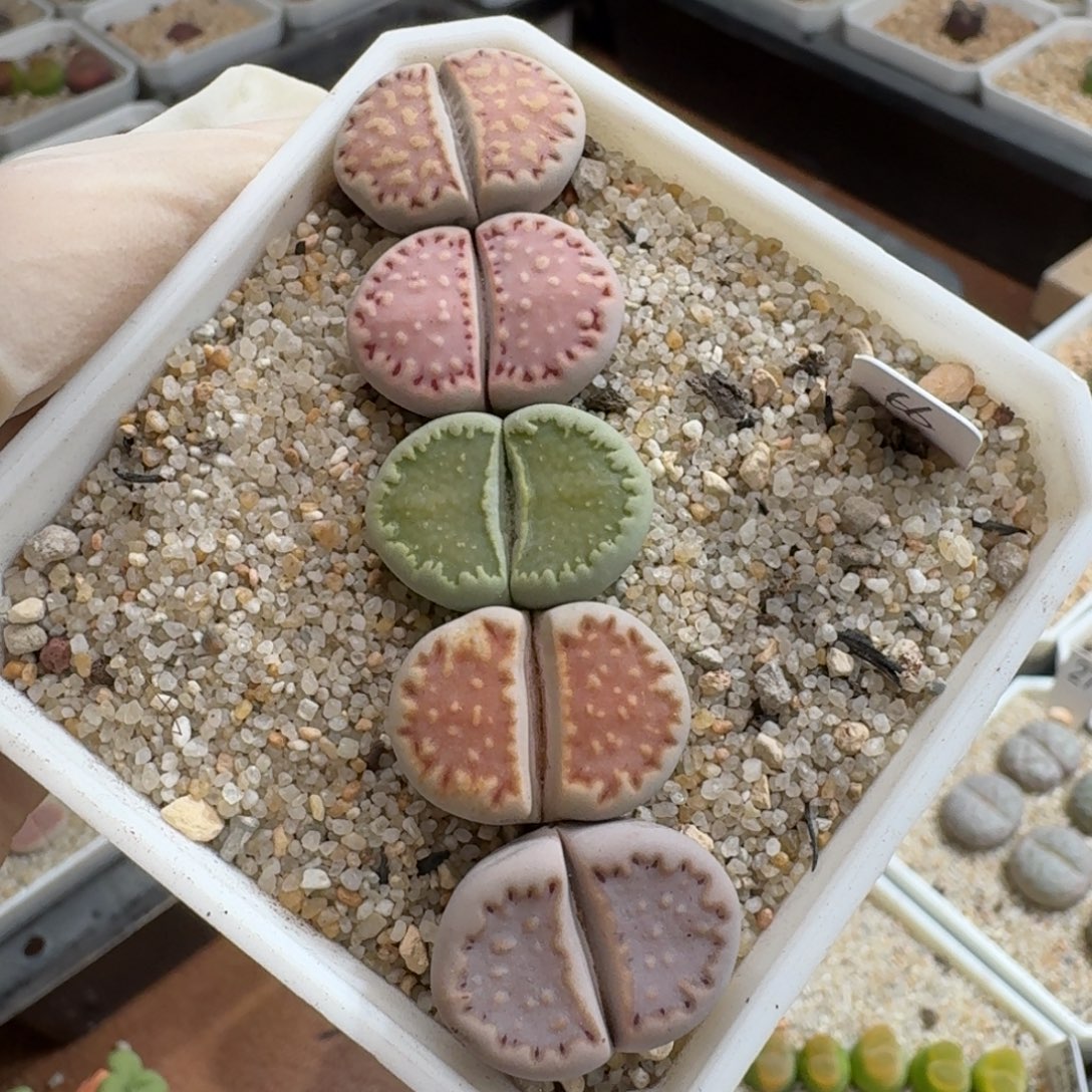 颖***0922-060饼干饼干彩套