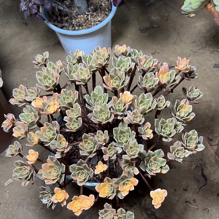 多肉植物法师甜茶13
