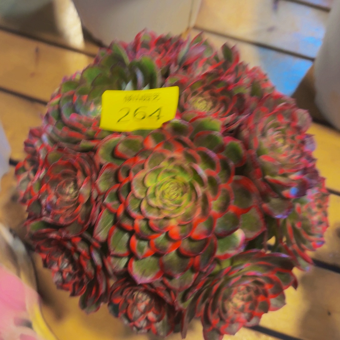 264号多肉植物红花郎