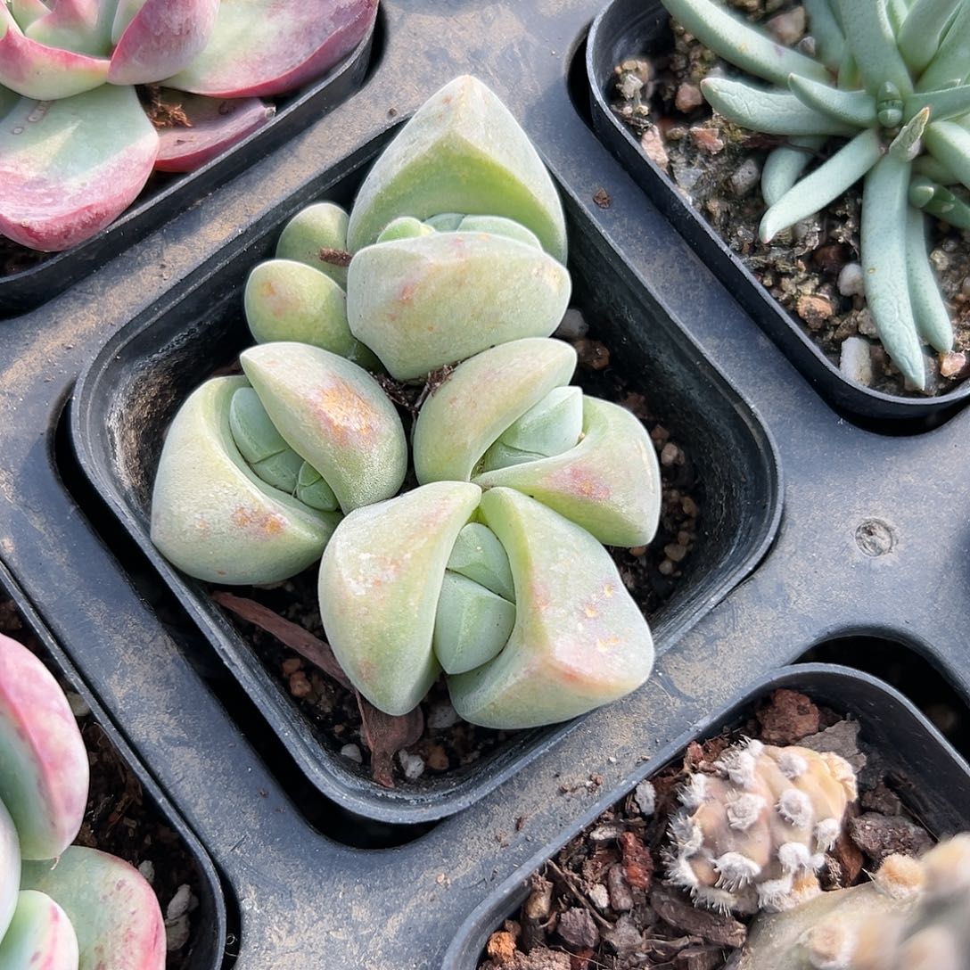 多肉植物多肉植物