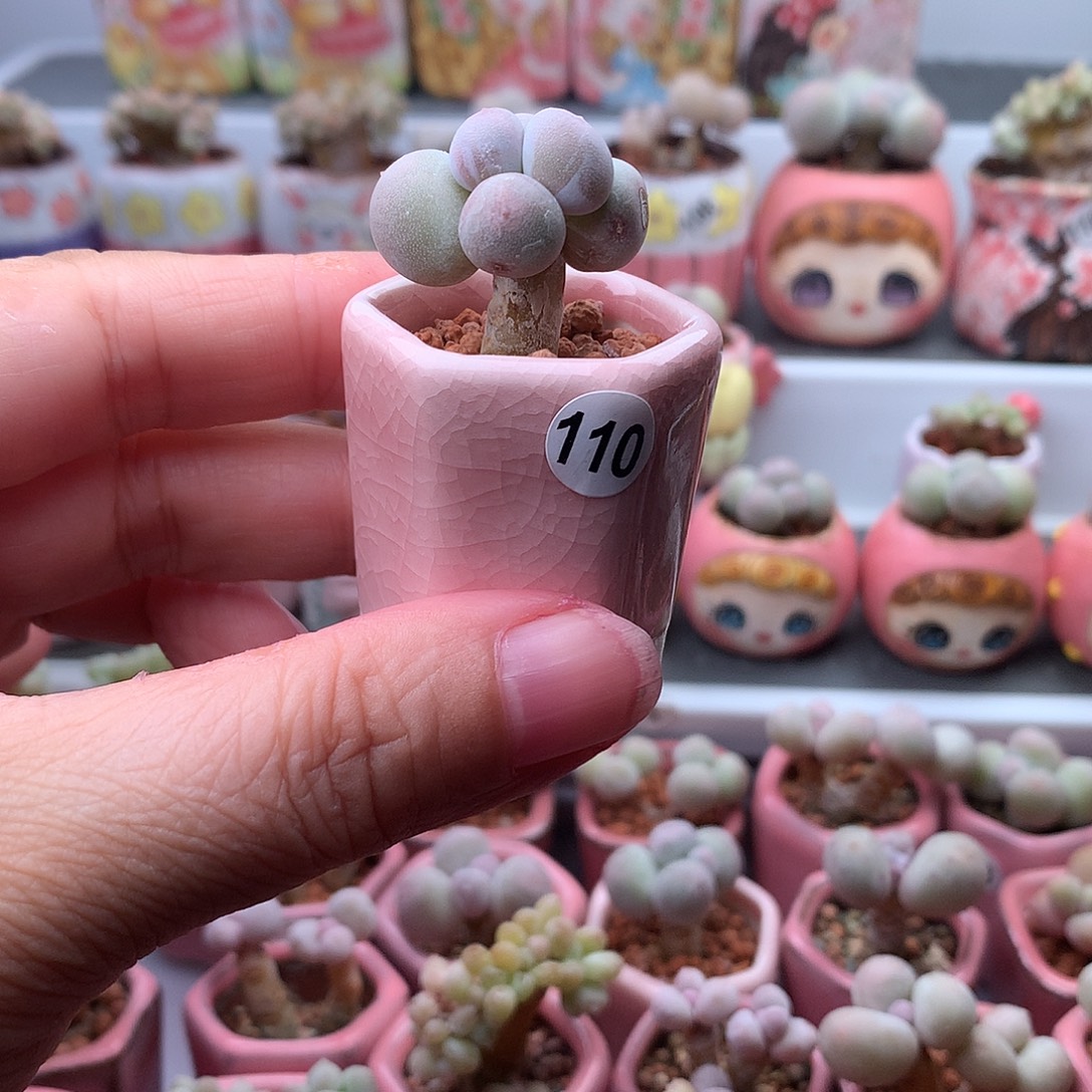 初***夏米可奶酪带盆发货