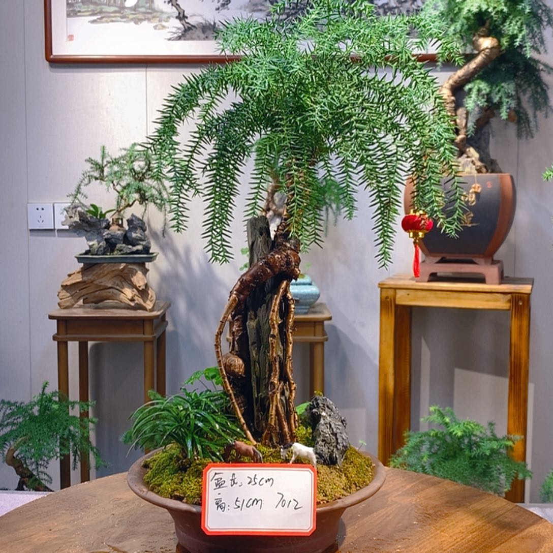 小***儿无花朵澳洲杉盆景