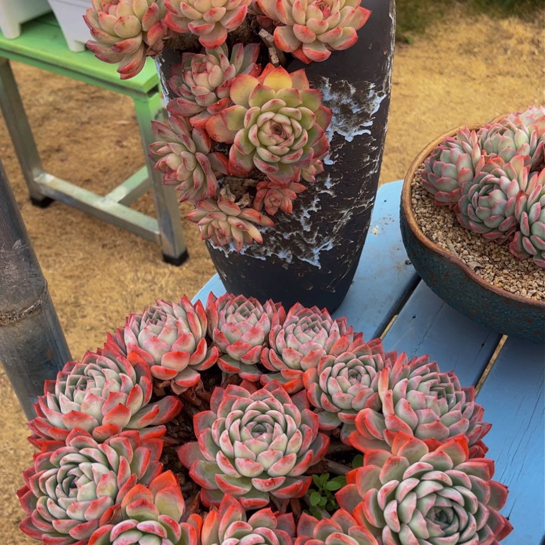 沉*多肉植物保护研究所