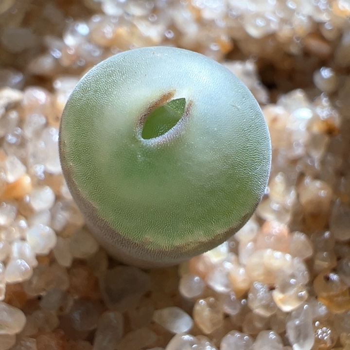 408。 特选纽扣窗安格尼斯之眼。   