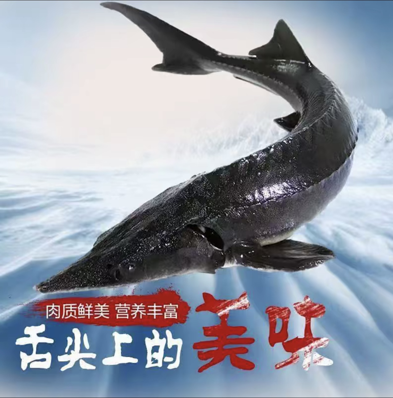 （顺丰包邮）黑龙江江水养殖鲟龙鱼-7-18斤，无骨无刺，肉质鲜美