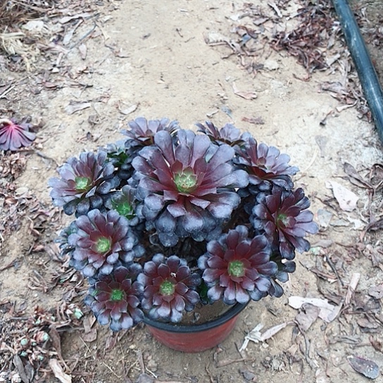 葵***花黑铜法师000000025