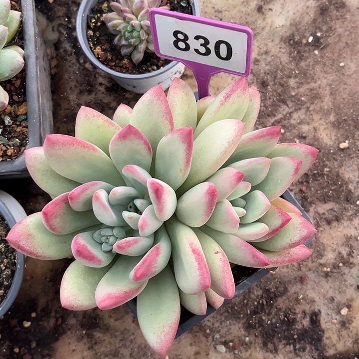 多肉植物赫本鲁斯830