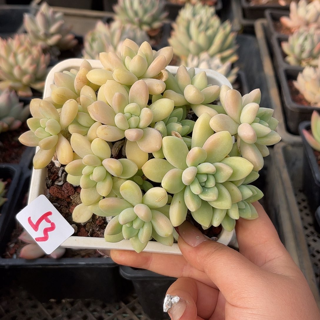 笑纳。  53。 11111111