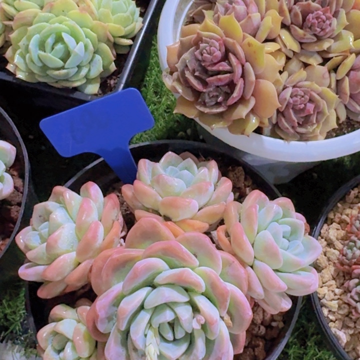 健健康康平平安安