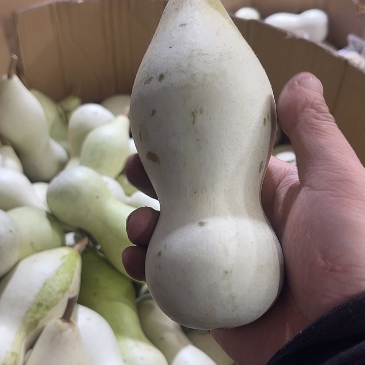 大果紫檀（缅甸花梨）何