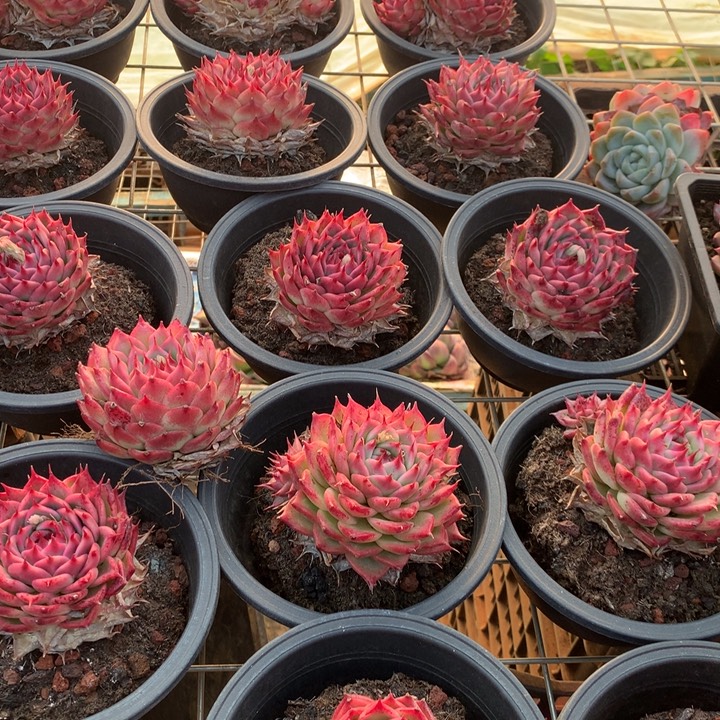 粉透体托斯卡内利多肉植物两单包邮