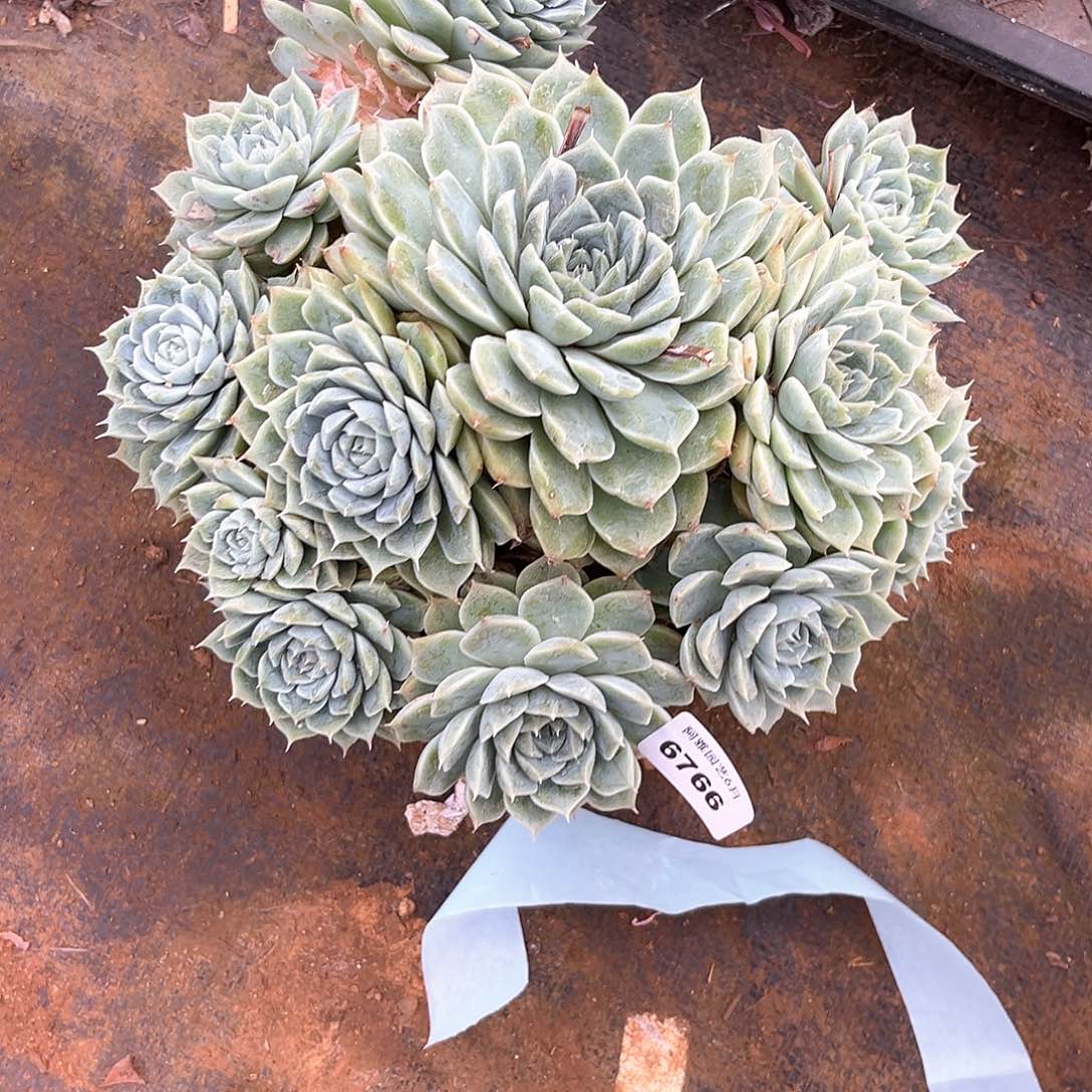 丨***月阿雅园艺。    6766